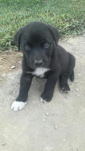 Perritos en Adopcion