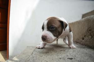 Pitbulls