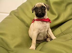 Pug Cachorro