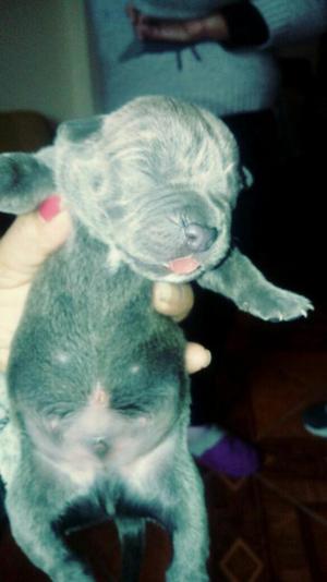 Se Vende Pitbull Bb