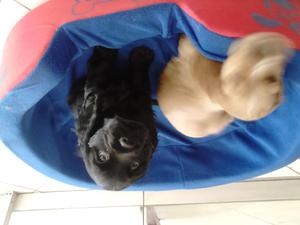 Se vende cachorros coker spaniel 