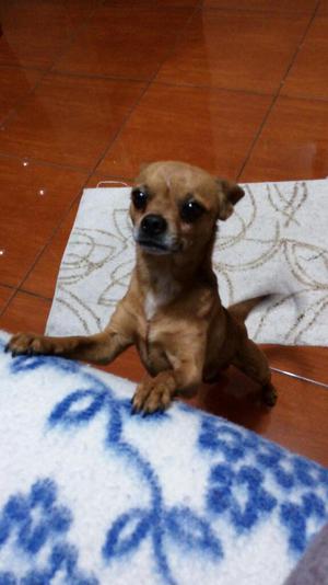 Servicio de Monta Chichuahua