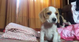 Tricolor y bicolor cachorros beagles a un super precio