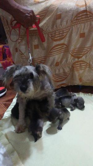 Vendo Cachorritos Schnauzer