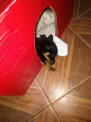 Vendo Cachorros Rottweiler Hembra