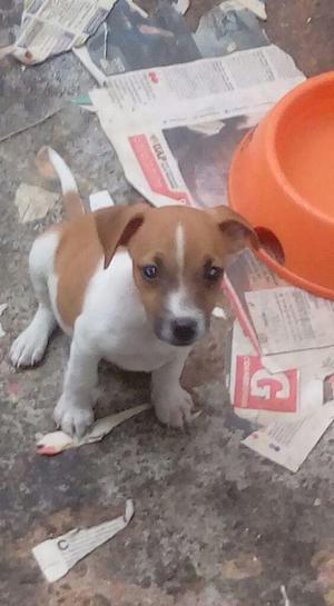 Vendo Jack Russell