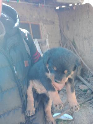 Venta de Cachorra Rottwailer