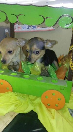 chihuahuas