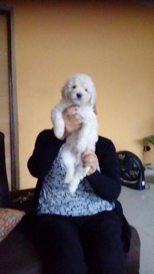 poodles bebes 100 sanitos de casa