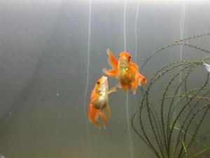 vendo Peces Goldfish