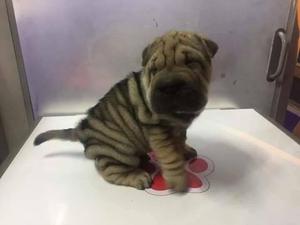 vendo sharpei