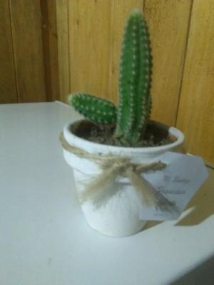 Venta Recuerdos De Cactus Y Suculentas