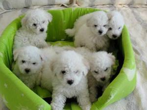 BICHON FRISE PRIMERA CAMADA