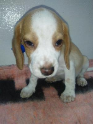 Beagle Bicolor Macho