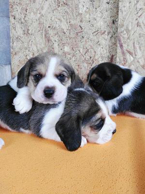 Beagles Cachorritos