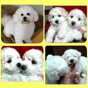 Bichon Frise Telefono 