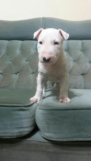 Bull Terrier Cachorrito