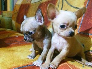 CHIHUAHUA TOY BELLOS