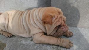 Cachorra Sharpei