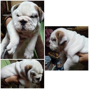 Cachorro Bulldog Ingles