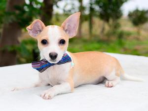 Cachorro Chihuahua Macho Vacunado Realizo Envios a Provincia