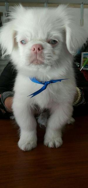 Cachorro Pekines Albino