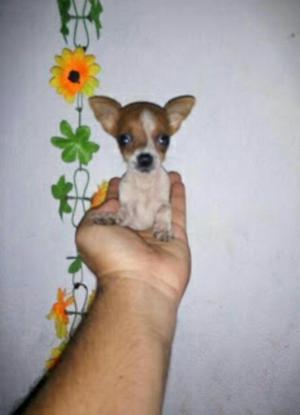 Cachorros Chihuahuas Mini Toy de Cartera