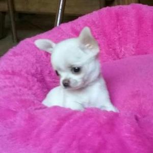 Cachorros Chihuahuas Miniaturas Blancos