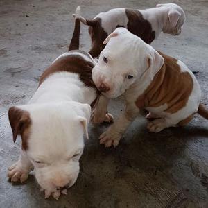 Cachorros Pitbull Red Nose Y Dogo Argentino