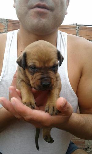 Cachorros Pittbull