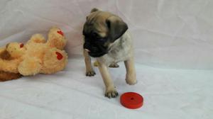 Cachorros Pug Carlino en Venta