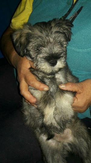 Cachorros Schnauzer Platiados