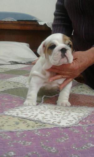 Camada de Bulldog en Venta