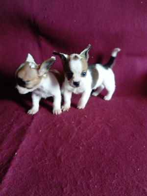 Hermosos Chihuahuas Toy Moteados
