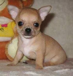 Hermosos Chihuahuas Toy de Cartera