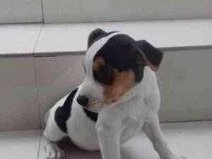 JACK RUSSELL MACHO TRICOLOR DOS MESES