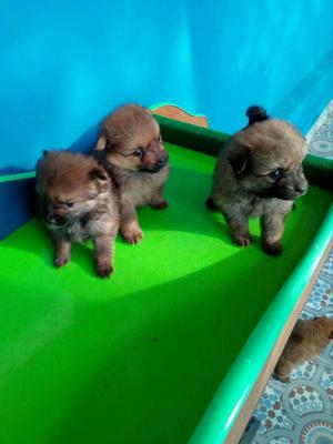 POMERANIA 3 CACHORRITOS OFRESCO