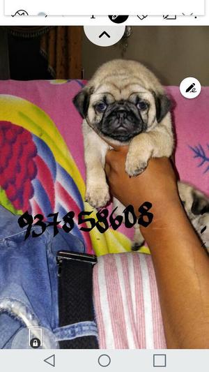 Pug Carlino Full Calidad Madre Pedigrii