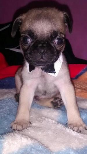 Pug Machos 2 Meses