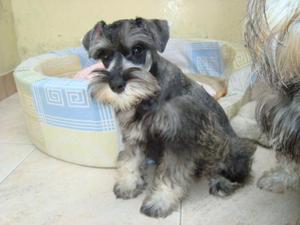 SE VENDE CACHORRO ESNAUSER CON GARANTIA DE SALUD