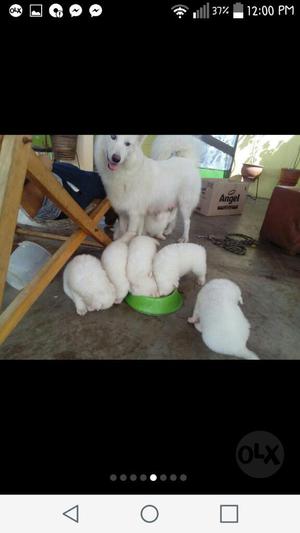 Samoyedo Hermosos