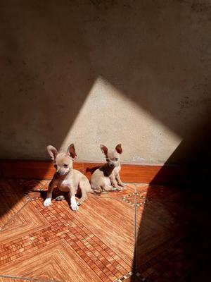 Se Vende Chihuahua Toy Machos Originales