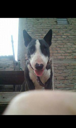 Servicio de Monta Bull Terrier