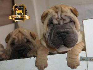 Shar Pei