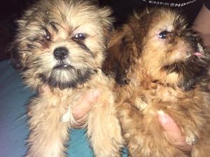 Shitzu Shih Tzu Cachorros