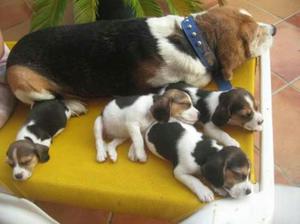 Tiernas Cachorras Beagle Ingles