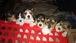 Vendo Beagles Tricolor