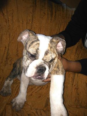 Vendo Bulldog de 3 Meses