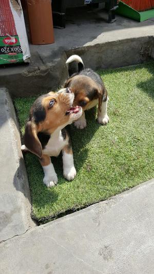 Vendo Cachorritos Beagles