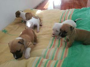 Vendo Cachorros Pitbull